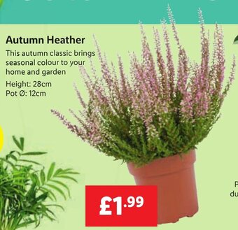 Lidl Autumn Heather offer