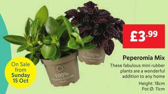 Lidl Peperomia Mix offer