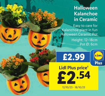 Lidl Halloween Kalanchoe in Ceramic offer
