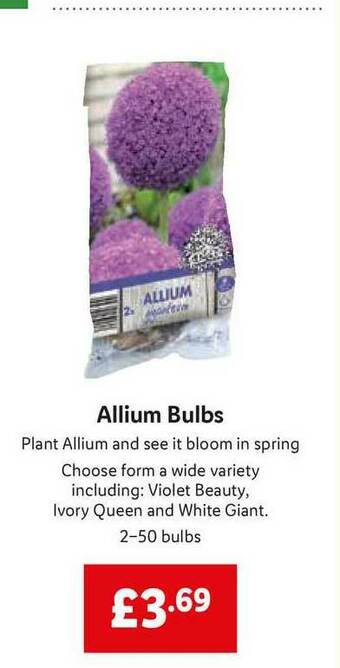 Lidl Allium Bulbs offer