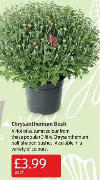 Aldi Chrysanthemum Bush offer