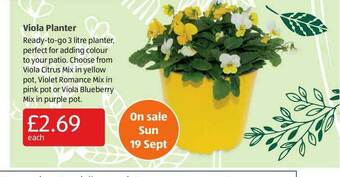 Aldi Viola Planter offer