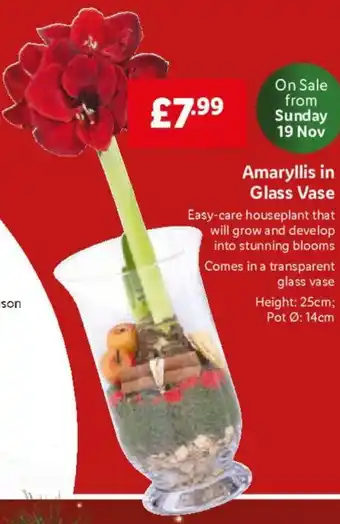 Lidl Amaryllis in Glass Vase offer
