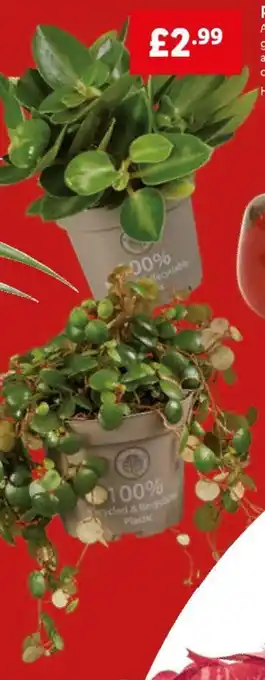 Lidl Peperomia Mix offer
