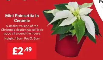Lidl Mini Poinsettia in Ceramic offer