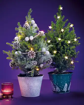 Aldi Picea tree with lights 15cm offer