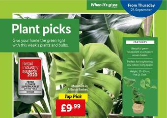 Lidl Monstera In Alibaba Basket offer