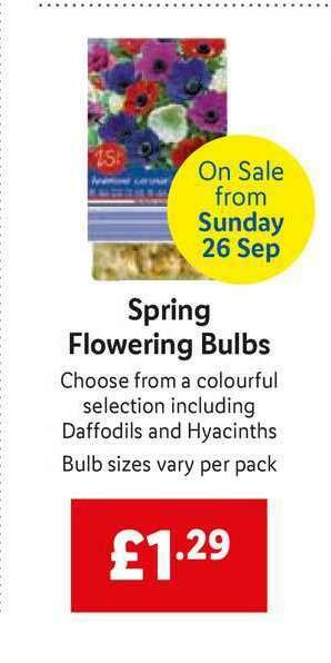 Lidl Spring Flowering Bulbs offer