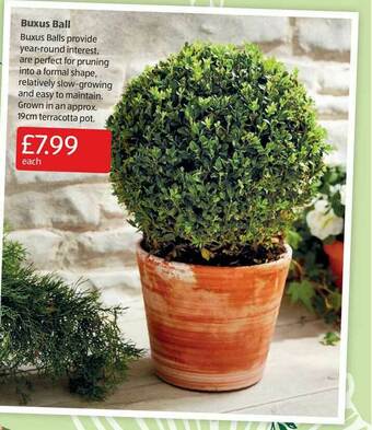 Aldi Buxus Ball offer