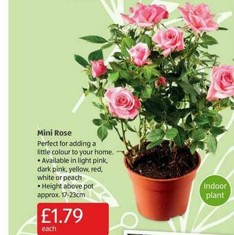 Aldi Mini Rose offer