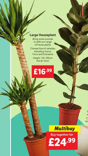 Lidl Large Houseplant offer