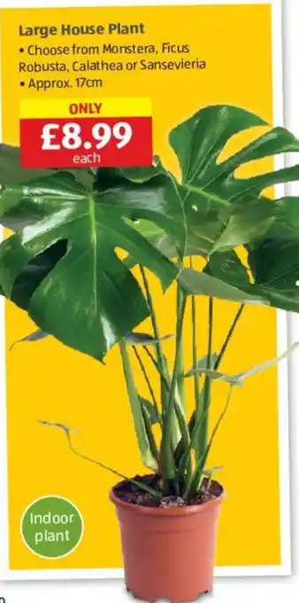 Aldi Large House Plant offer