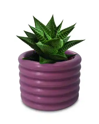 Aldi Mini foliage & succulent in ceramic offer