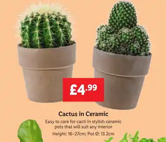 Lidl Cactus in Ceramic offer