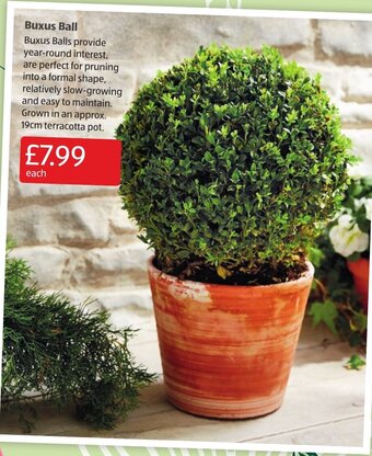 Aldi Buxus Ball offer