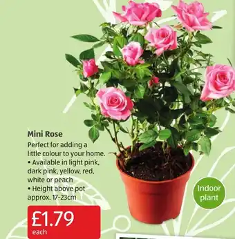 Aldi MIni Rose offer