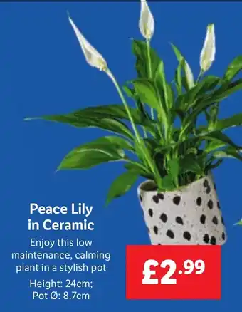 Lidl Peace Lily in Ceramic offer