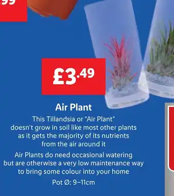 Lidl Air Plant offer