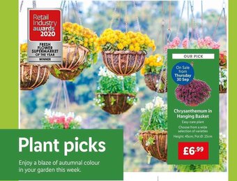 Lidl Chrysanthemum in Hanging Basket offer