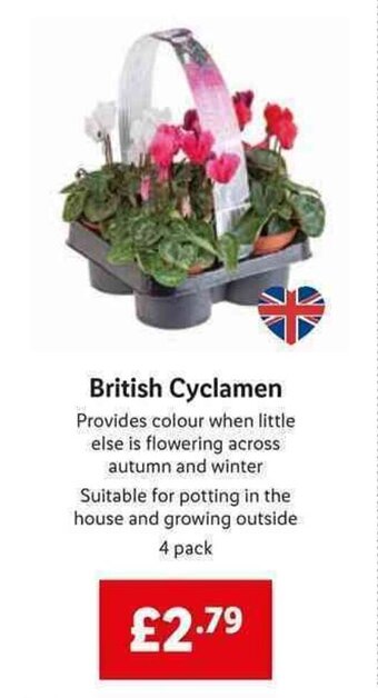 Lidl British Cyclamen offer