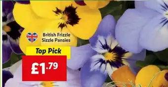 Lidl British Frizzle Sizzle Pansies offer