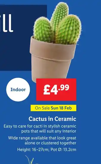 Lidl Cactus in Ceramic offer
