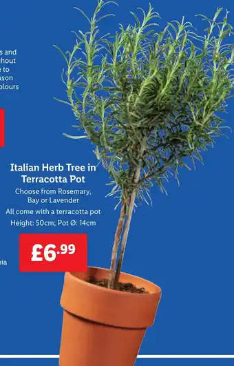 Lidl Italian Herb Tree in Terracotta Pot offer