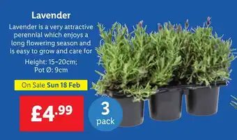 Lidl Lavender offer
