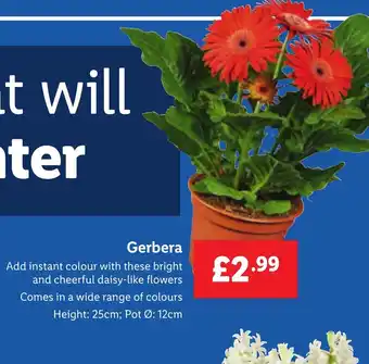 Lidl Gerbera offer