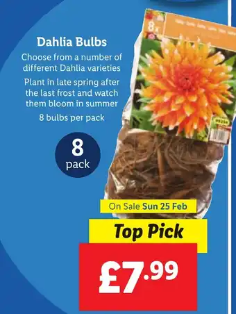 Lidl Dahlia Bulbs offer