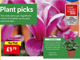 Lidl British Cyclamen offer