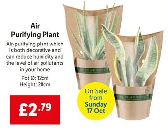 Lidl Air Purifying Plant offer