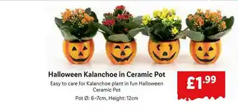 Lidl Halloween Kalanchoe In Ceramic Pot offer