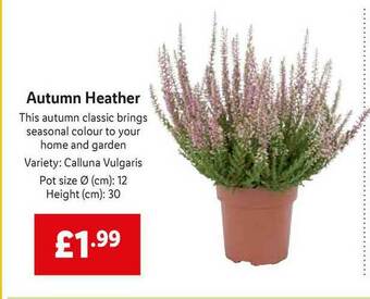 Lidl Autumn Heather offer