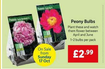 Lidl Peony Bulbs offer
