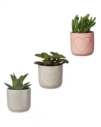 Aldi Mini Succulent in Ceramic offer