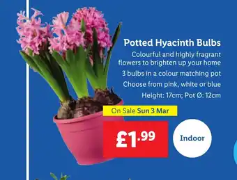 Lidl Potted Hyacinth Bulbs offer