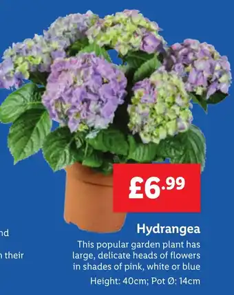 Lidl Hydrangea offer