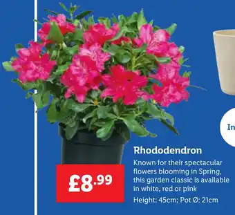 Lidl Rhododendron offer