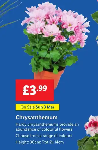 Lidl Chrysanthemum offer
