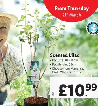 Lidl Scented Lilac offer