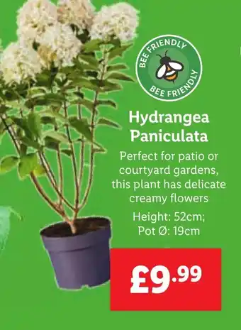 Lidl Hydrangea Paniculata offer