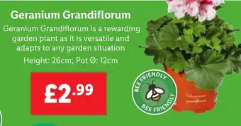 Lidl Geranium Grandiflorum offer