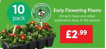 Lidl Early Flowering Plants offer