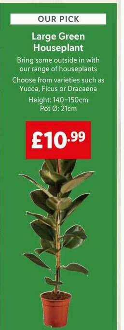 Lidl Large Green Houseplant offer