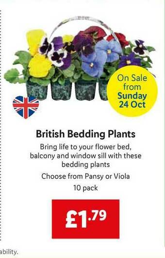 Lidl British Bedding Plants offer