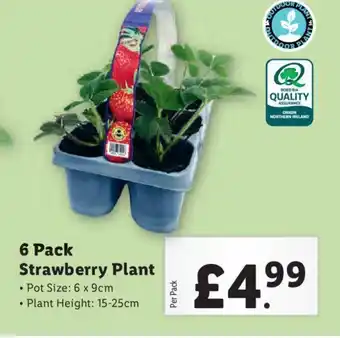 Lidl 6 Pack Strawberry Plant offer