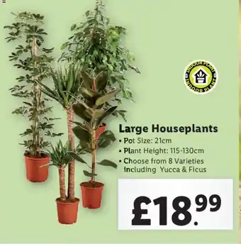 Lidl Large Houseplants offer