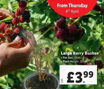 Lidl Large Berry Bushes offer