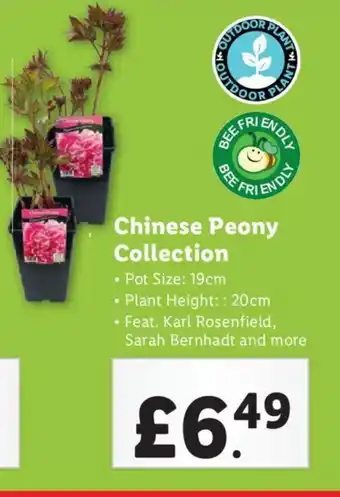 Lidl Chinese Peony Collection offer